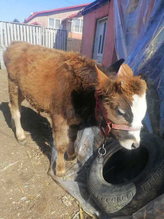 Vând doi viței de 7 și 8 luni