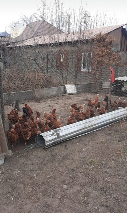 Продам кур и петуха