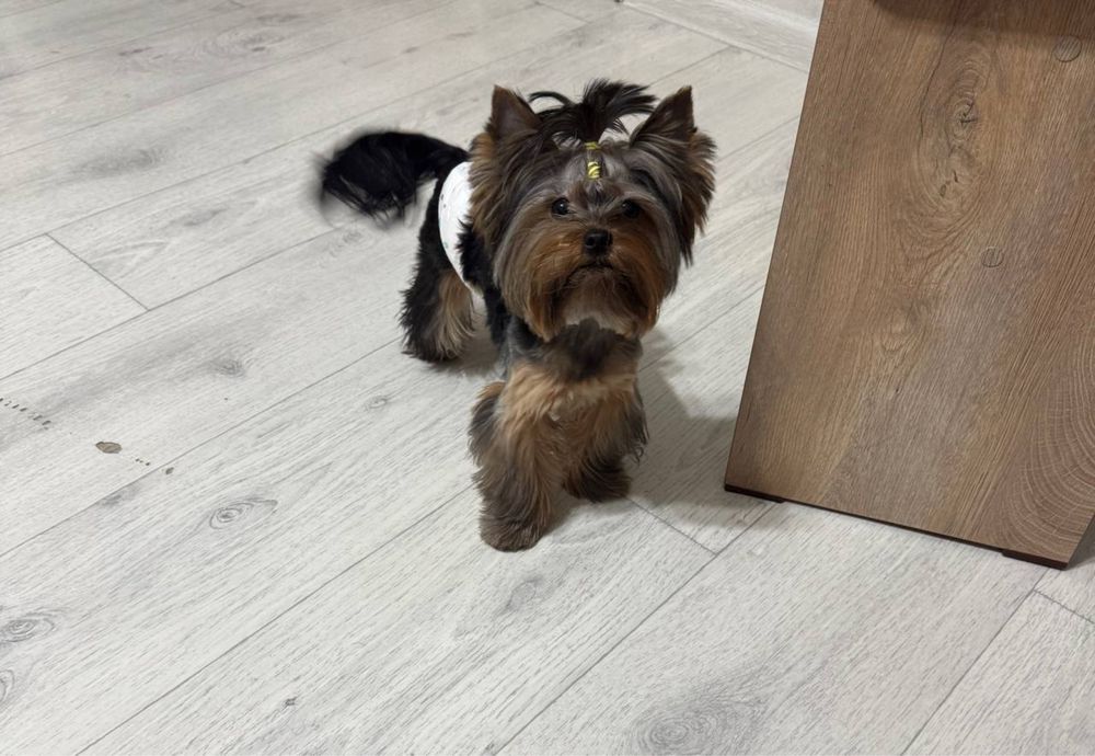 Йоркширский терьер