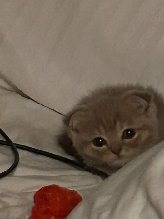 Котенок продается шотланка