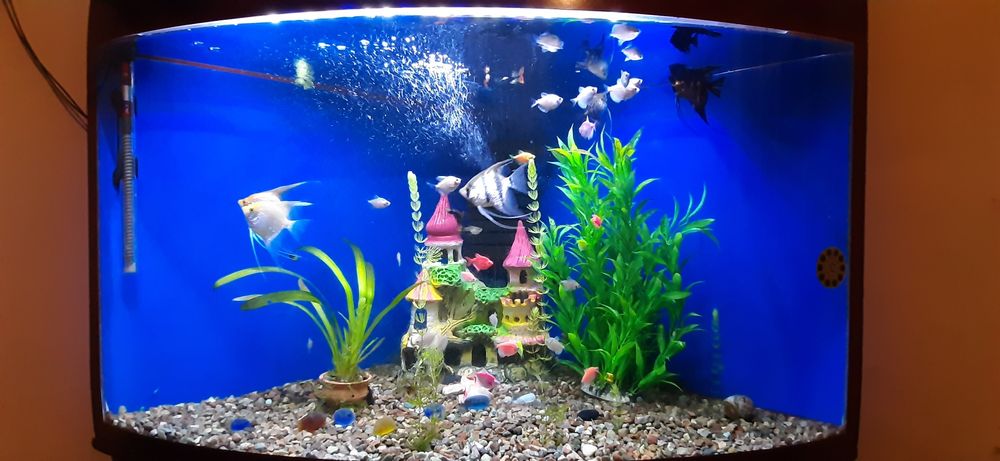 Akvarium sotiladi. Ichidigi baliqlari bilan birga.