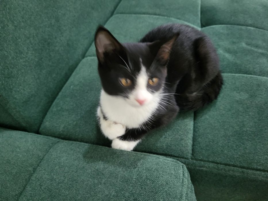 Отдам даром котика в добрый руки и заботливый  котик очень умный