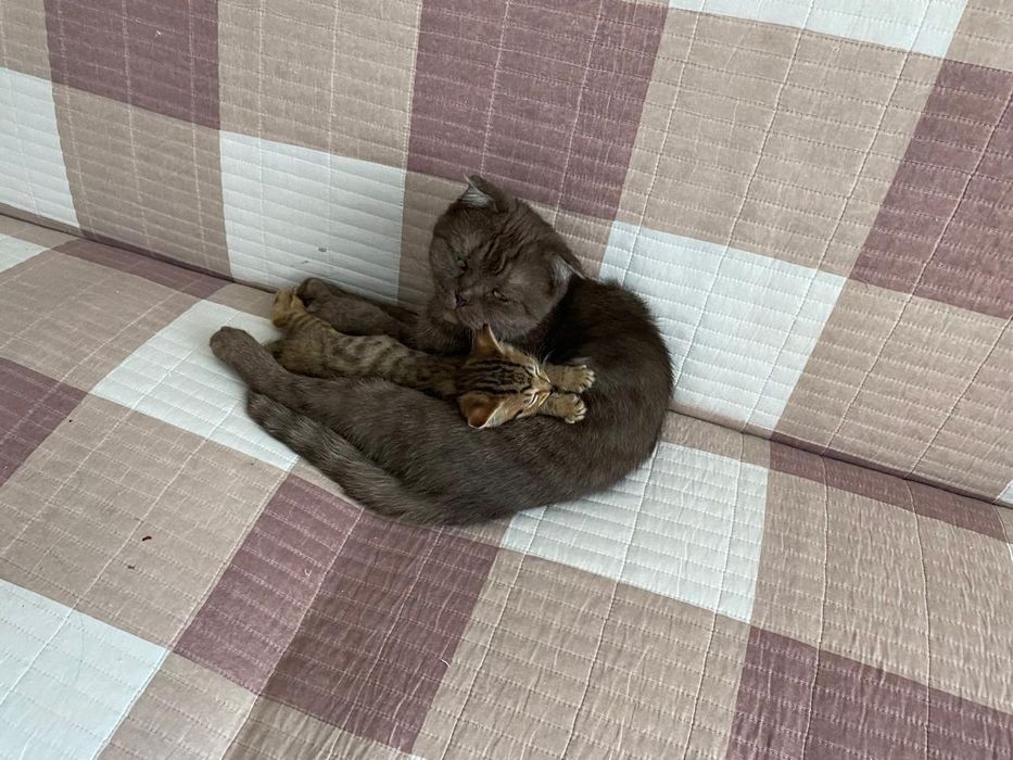 Отдаю котенка в добрые руки