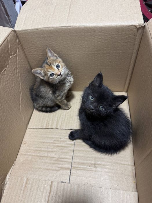 Отдам котят даром