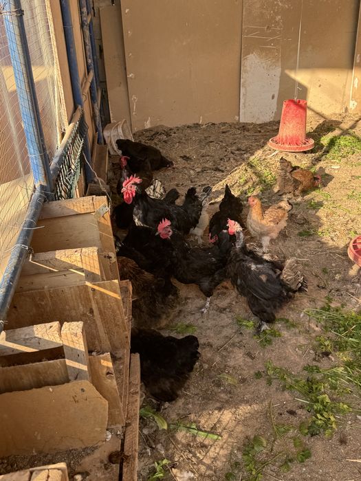 Uy tavuqlari sotiladi