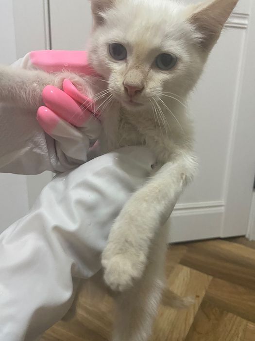 Котенок в добрые руки