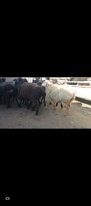 Xisori bugʻoz egiz tugʻadigan qoʻylar sotiladi