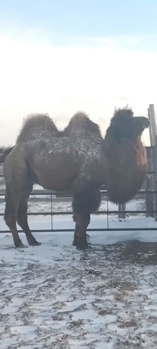 Туие ети сатылады