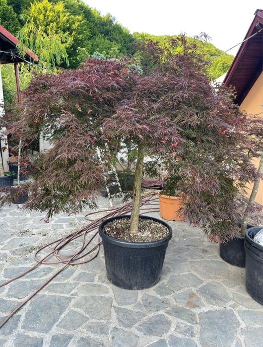 Arțar roșu japonez