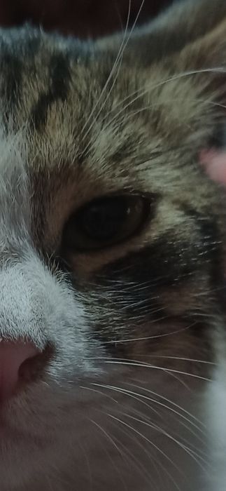 cyprus mushuk 1 yoshda