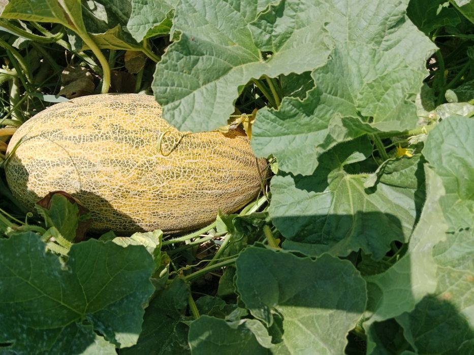 Mazali kunnilingus yuqori sifatli porno video