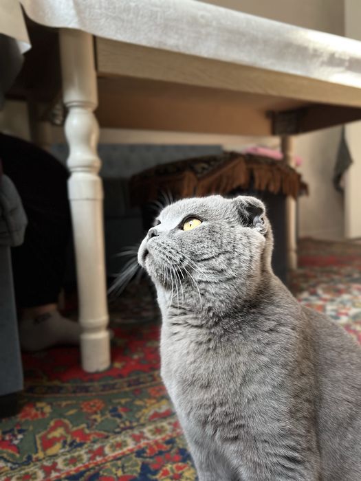 приглашайем кошечек к вязке