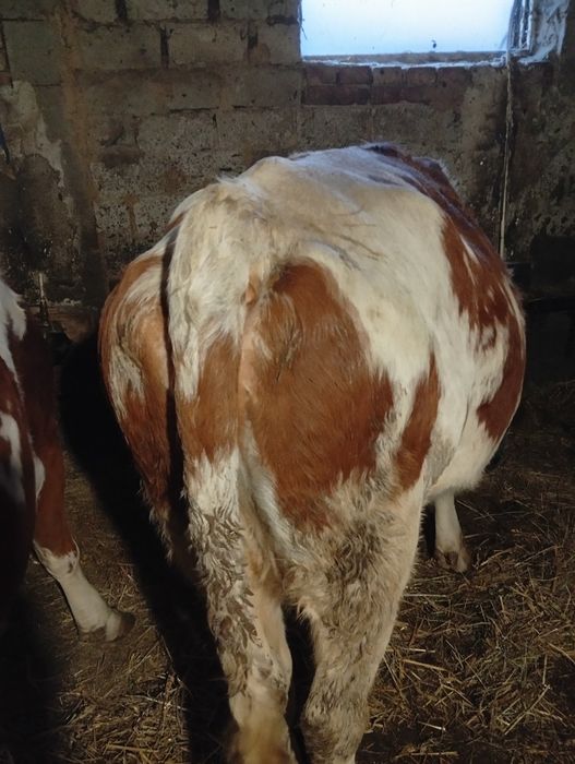 Vand 3 vaci baltata.