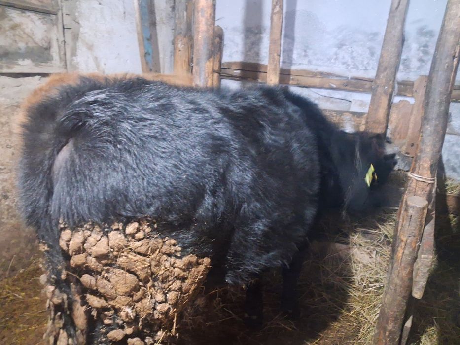 Продам быков годовалые