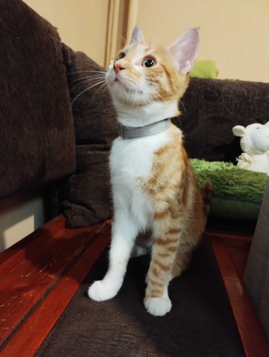 Подарявам женско коте