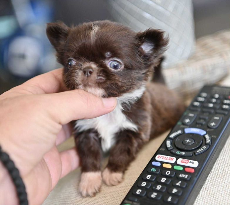 Мъжко дългокосместо мниатюрно шоколадово чихуахуа