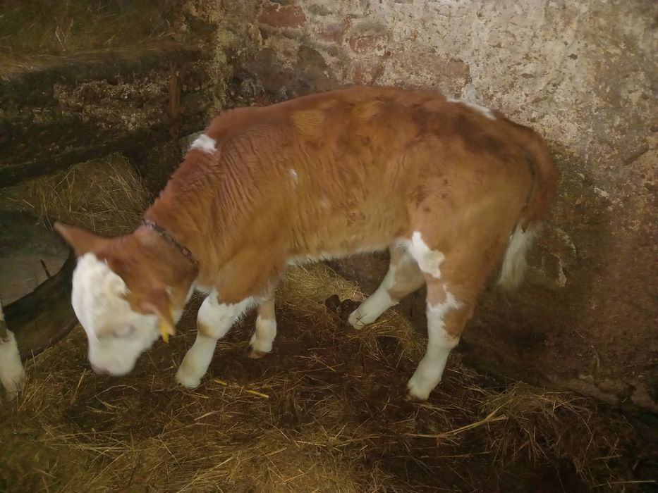 Vand vițel BR  de 1lună și 2 săptămâni