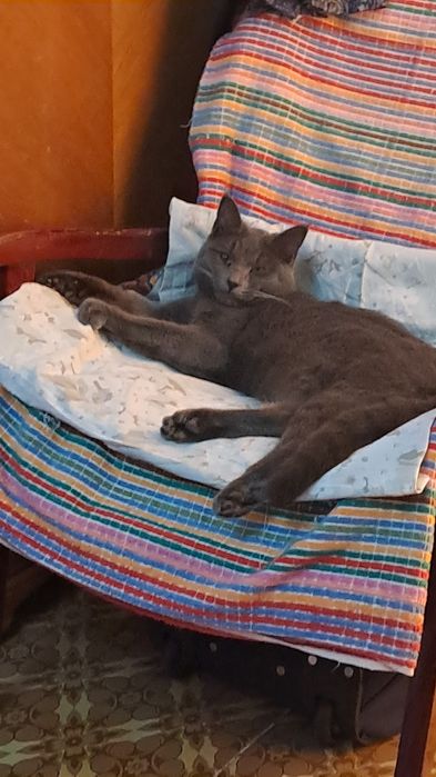 Кот Британец короткошорстый