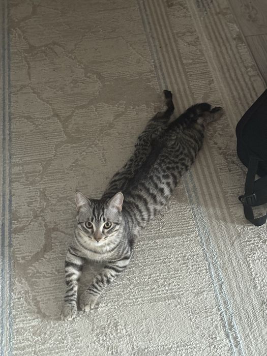 Отдам котика в хорошие руки