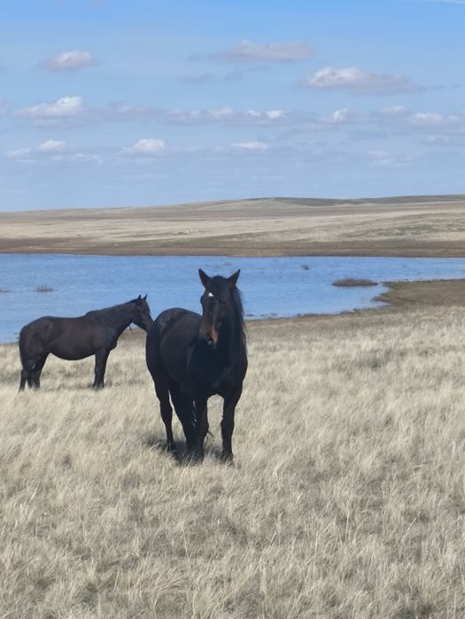 Жеребец Айгыр сатылады