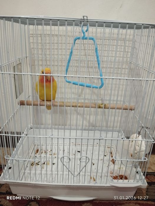 Продом папугаи по однум