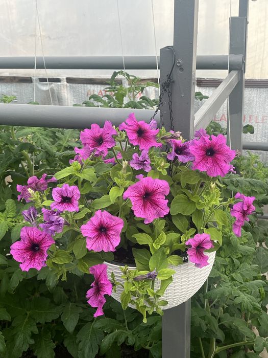 Каскадные петуньи