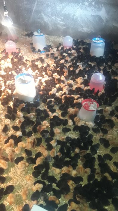 Супер Харко и Ломан Браун женски пилета