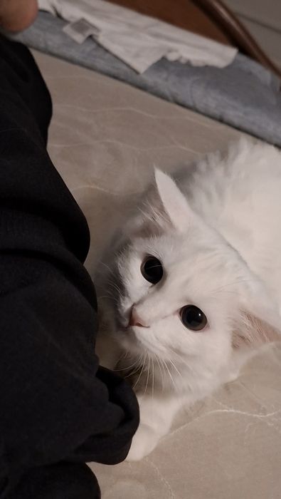 Turk angora mushukcha