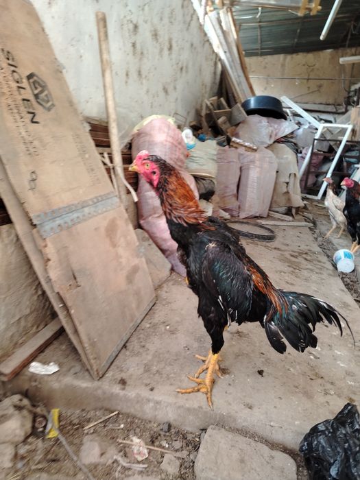 Жужа сотилади зотка