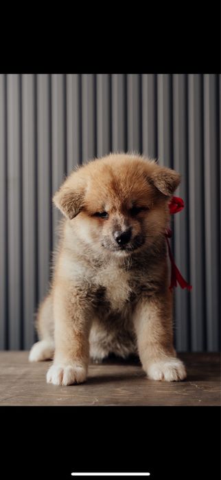 Щенки Акита Ину (хатико)