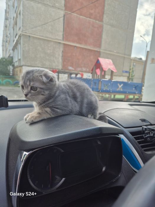 Шотландка вислоухая