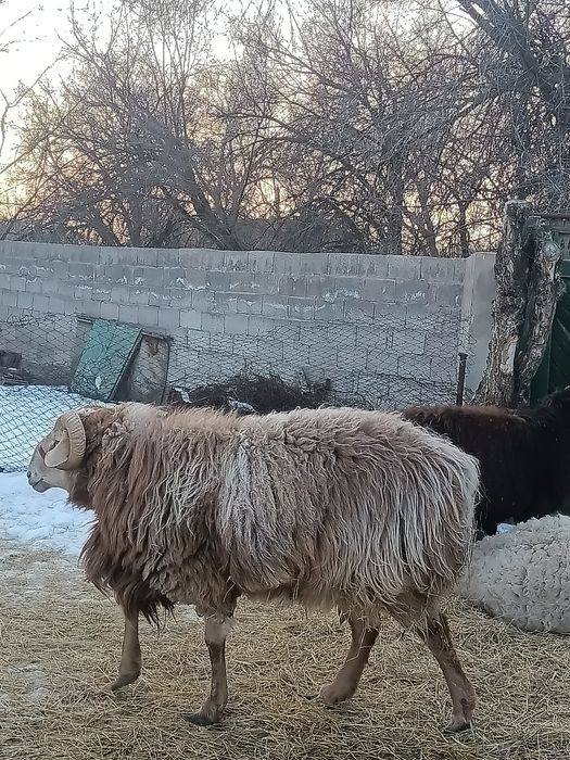 Қошқар сатылады .