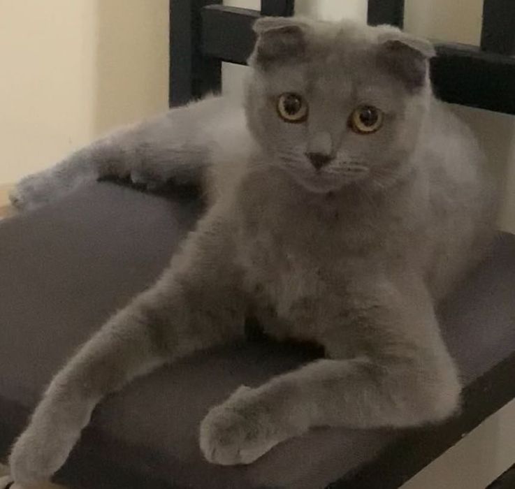 Кошка в добрые руки Вислоухая