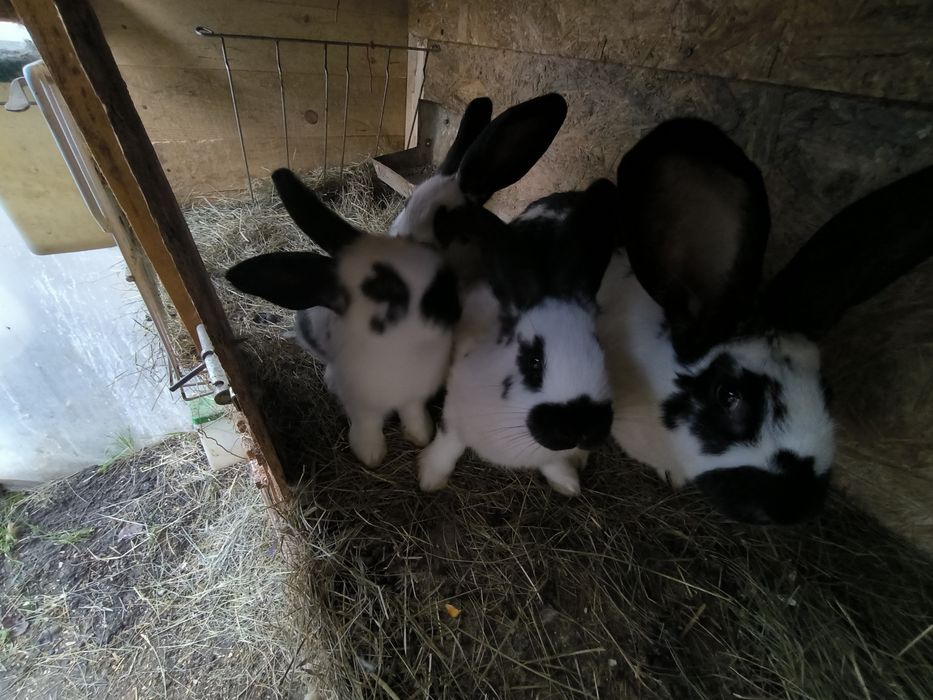 Iepurasi fluture german