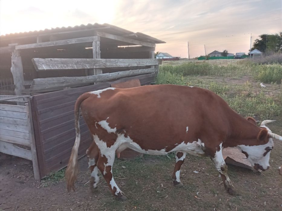 Продам коров и телок
