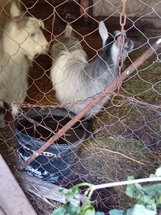 Vând 6 iezi si un tap Pucioasa