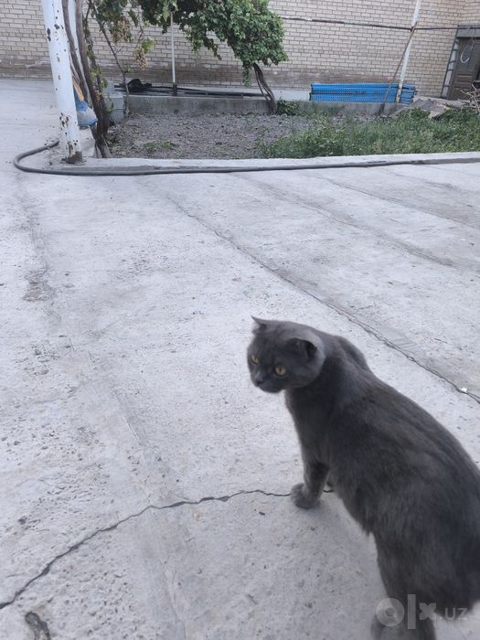 Скоттиш страйт  зотли айол мушук сотилади
А