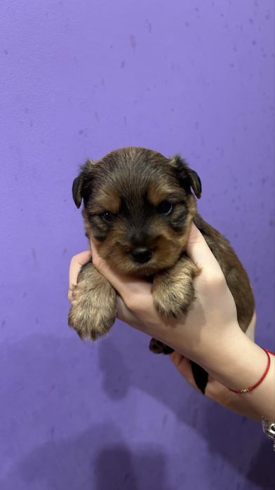 Йоркширски териер