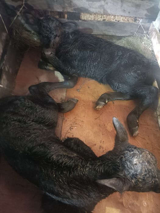 Продаю телят 10 дневных