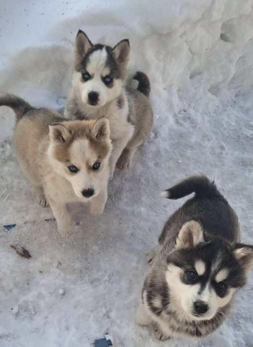 Продам щенков Сибирской Хаски