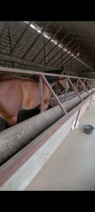 Aссалому алейкум Янги Тошкентдан 1 км  ораликда 200 сотих ер сотилади