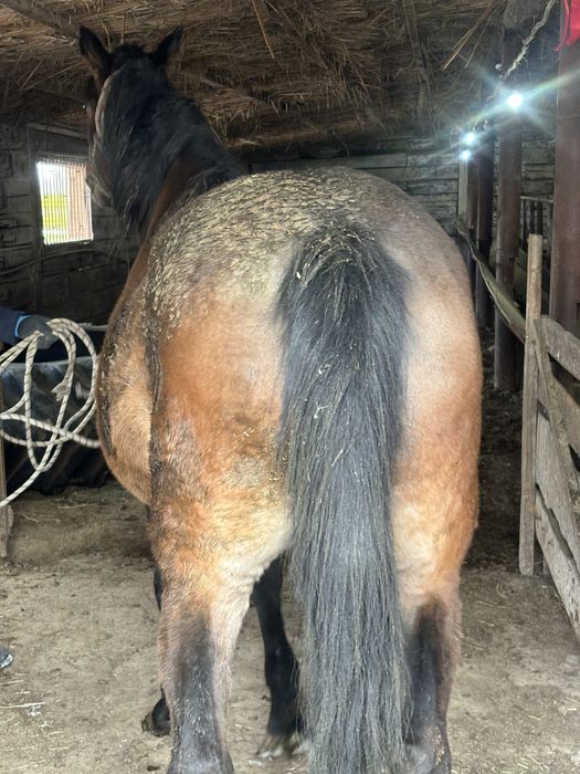 Қысыр бие сатылымда