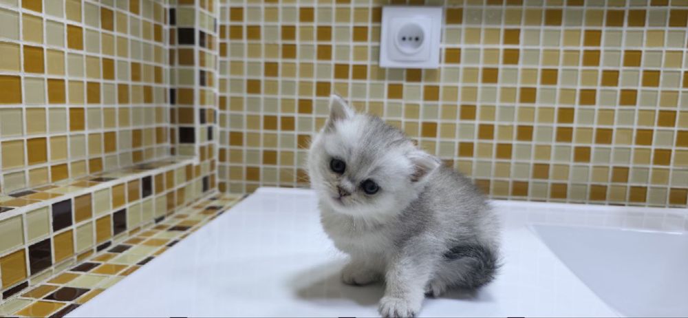 Серебро фолд и страйт