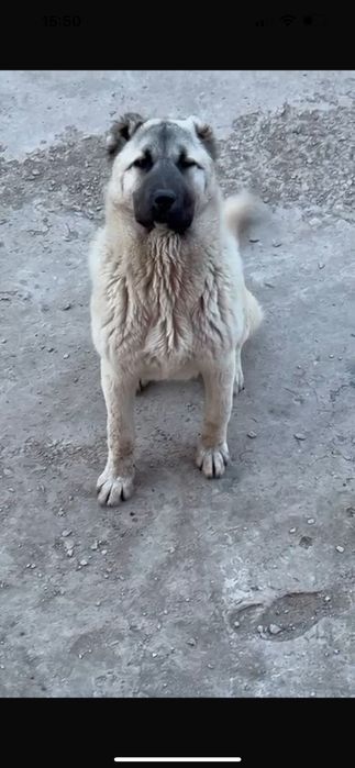 Щенок турецкого кангала