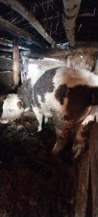 Продам быка 530тыс