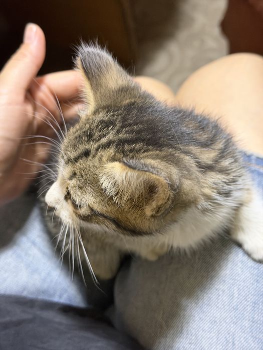 Отдам котят в добрые руки!