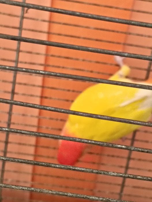 Papagalii agaponis baiat+fata de vanzare au un an