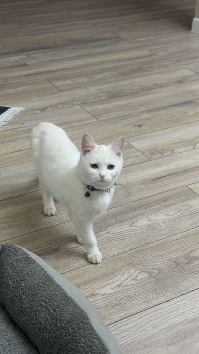 Отдам кошку в хорошие руки 5-6 месяцев.