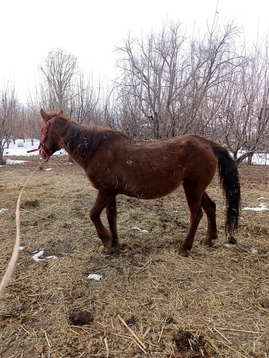 Продам кобылу, жерёбую