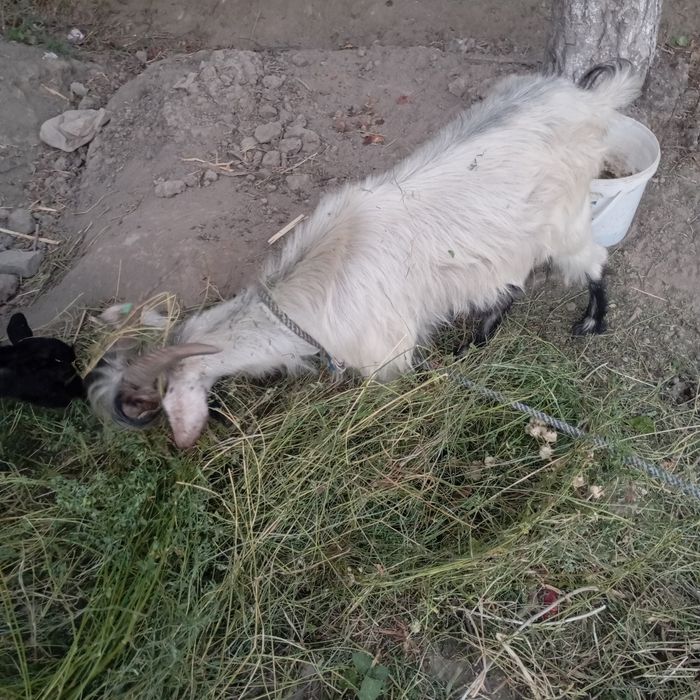Echki ona bacha sotiladi